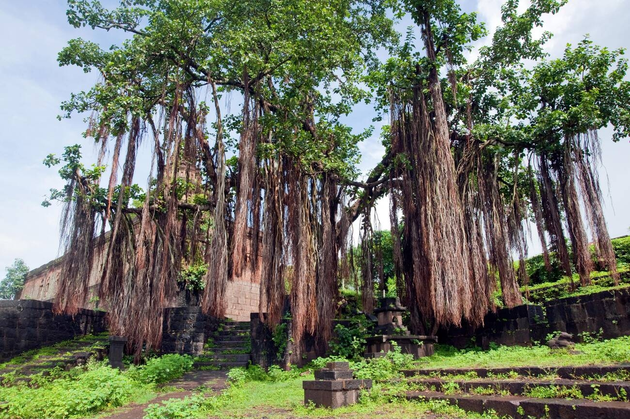 Banyan Tree Goa