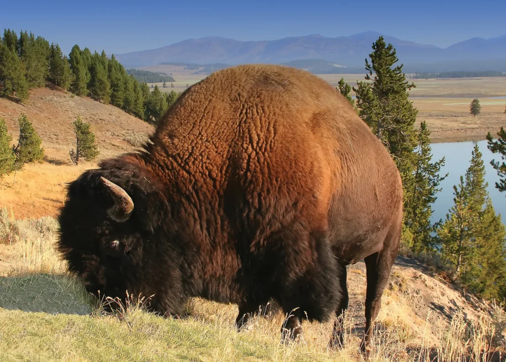 Top 15 Best Things to Do in Wyoming